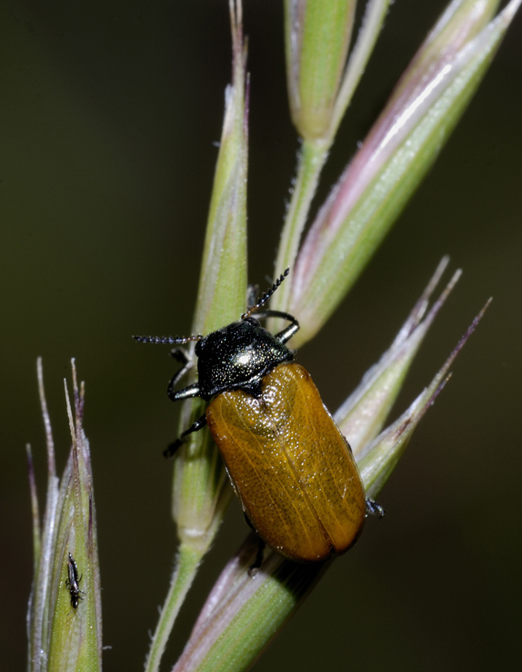 Labidostomis taxicornis ?? No, L. longimana